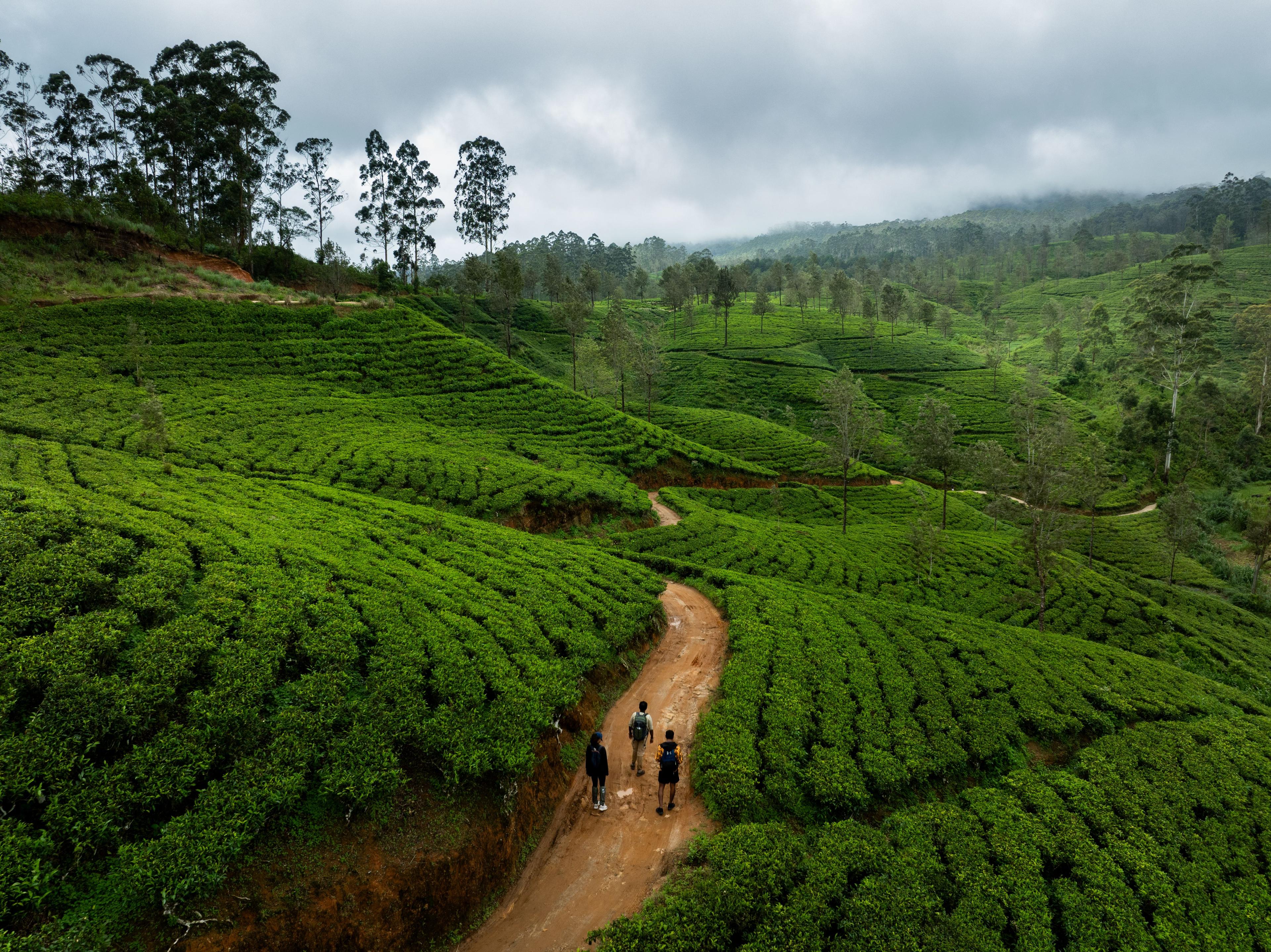 The Iconic Tea Estate Experience