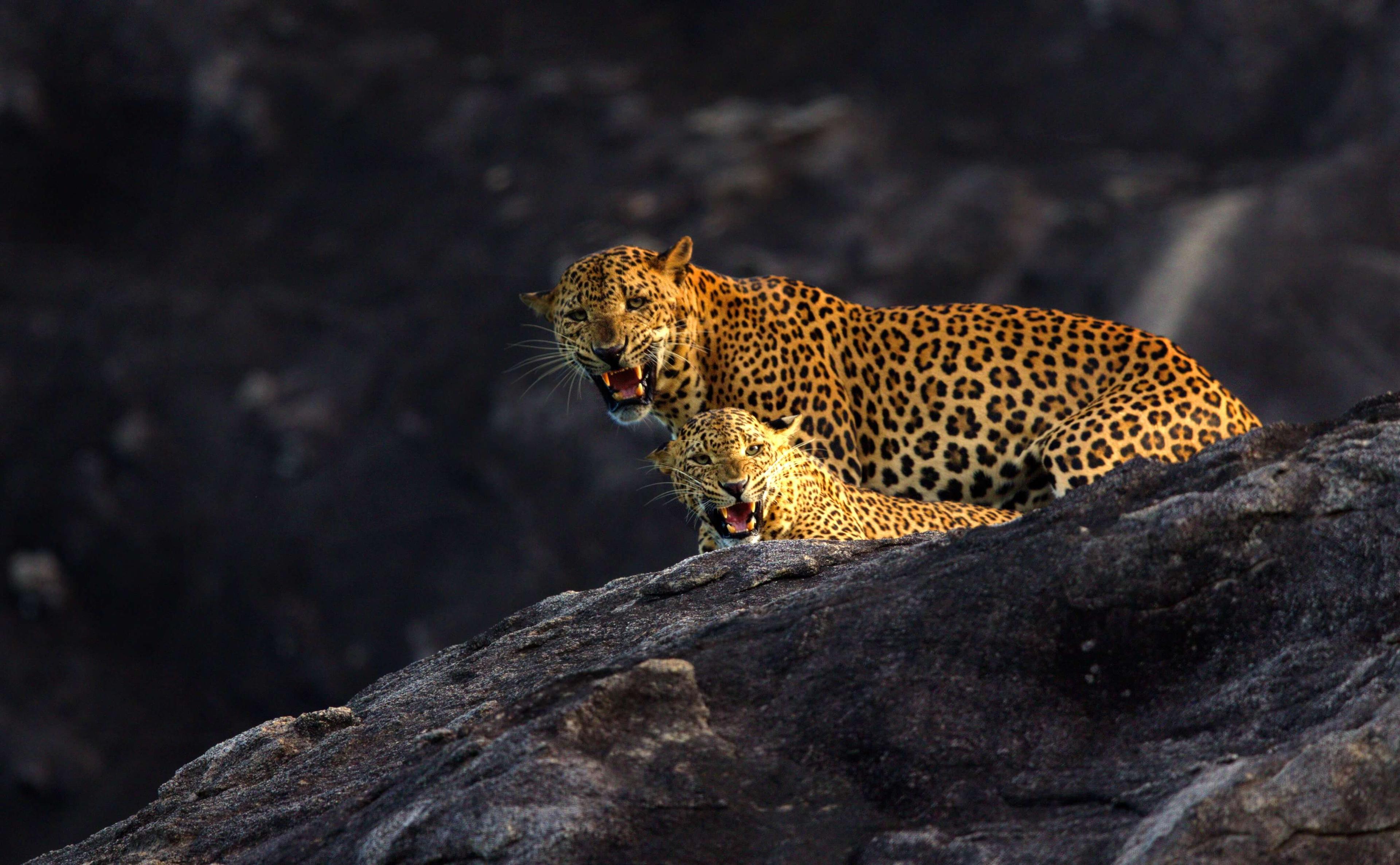 Where Jungle Meets Ocean: A Coastal Wilderness Journey 
